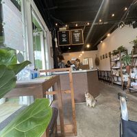 Cute cat🐈  at Cafe Halcyon in Chatan