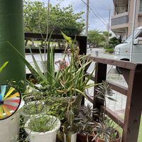   at Cafe Halcyon in Chatan