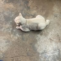 Restaurant’s cat  at Vegetarian Food in Phitsanulok