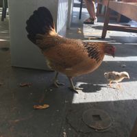 chickens! at Date & Thyme - Help Yourself in Key West