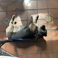 Ella relaxing 🐶  at Follow Your Heart Market & Cafe in Canoga Park