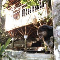 Monkeys came for breakfast! at Universo Pol Bamboo Hostel in Morro De Sao Paulo