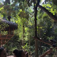 Monkeys! at Universo Pol Bamboo Hostel in Morro De Sao Paulo