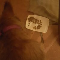 Le pusieron comida a nuestra perrita at CactusCat Bar in Barcelona