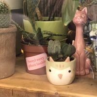 Inside  at CactusCat Bar in Barcelona