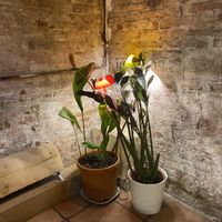   at CactusCat Bar in Barcelona