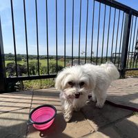   at Royal Hotel in Ross-on-wye