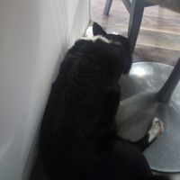 This chap lives in the restaurant!  at Jumping Buddha in Belfast