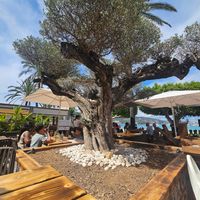  at The Olive Tree in Mallorca