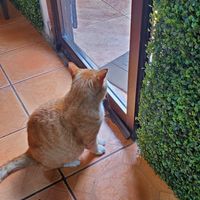 Adorable restaurant kitty! at La Amistad in Monteverde