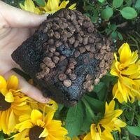 Brownie at Native Foods in Palm Springs