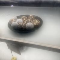 Desser   at Bella by Sage in Ubud