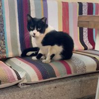 Cat getting comfy   at Marmita in Skiathos
