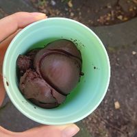 chocolate sorbet 1,80€ (my own cup) at I Am Love in Dusseldorf