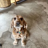   at Myrtillo in Kefalonia