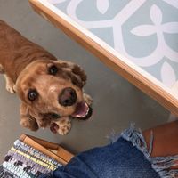 Their pet! at Myrtillo in Kefalonia