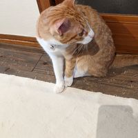 Playful cat at Neu Cat Cafe in Osaka