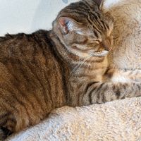 Sleeping at Neu Cat Cafe in Osaka