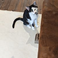 Energetic cat at Neu Cat Cafe in Osaka