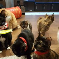 The cats eat healthy too! at Neu Cat Cafe in Osaka