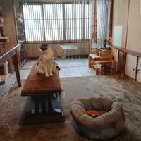  at Neu Cat Cafe in Osaka