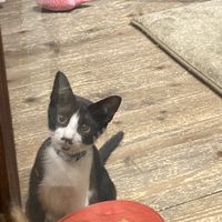 Awww  at Neu Cat Cafe in Osaka