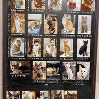 Some of the residents   at Neu Cat Cafe in Osaka