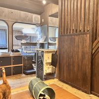   at Neu Cat Cafe in Osaka