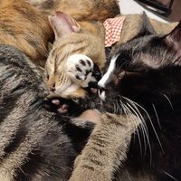  at Neu Cat Cafe in Osaka