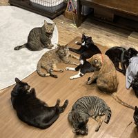   at Neu Cat Cafe in Osaka