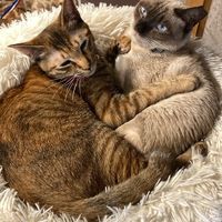   at Neu Cat Cafe in Osaka