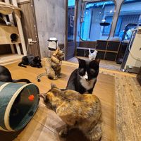  at Neu Cat Cafe in Osaka