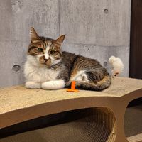  at Neu Cat Cafe in Osaka
