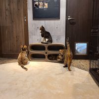  at Neu Cat Cafe in Osaka
