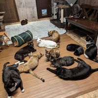 Cat room! at Neu Cat Cafe in Osaka