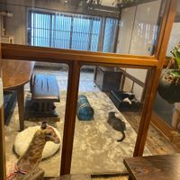   at Neu Cat Cafe in Osaka