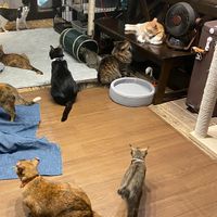   at Neu Cat Cafe in Osaka
