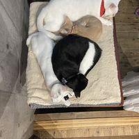   at Neu Cat Cafe in Osaka