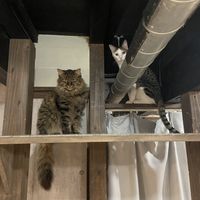   at Neu Cat Cafe in Osaka