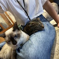   at Neu Cat Cafe in Osaka