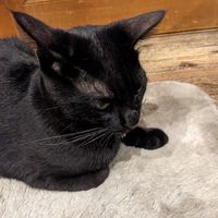  at Neu Cat Cafe in Osaka