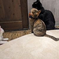  at Neu Cat Cafe in Osaka
