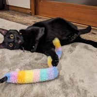  at Neu Cat Cafe in Osaka