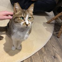   at Neu Cat Cafe in Osaka