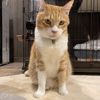   at Neu Cat Cafe in Osaka