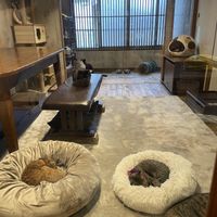 View from cafe room  at Neu Cat Cafe in Osaka