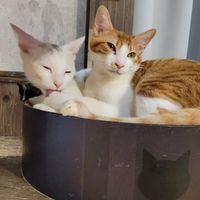  at Neu Cat Cafe in Osaka