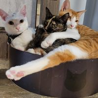  at Neu Cat Cafe in Osaka