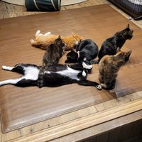  at Neu Cat Cafe in Osaka