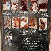 #Veganuary at Neu Cat Cafe in Osaka